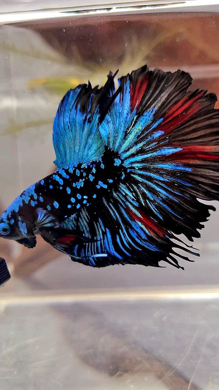 XL HALFMOON ROSETAIL BLACKSTAR GALAXY AVATAR BLUE BETTA FISH