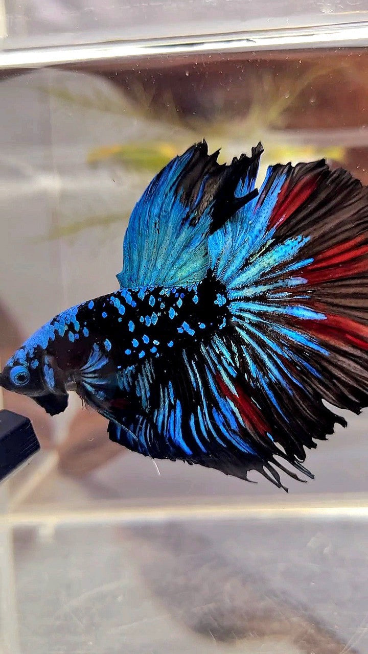 XL HALFMOON ROSETAIL BLACKSTAR GALAXY AVATAR BLUE BETTA FISH