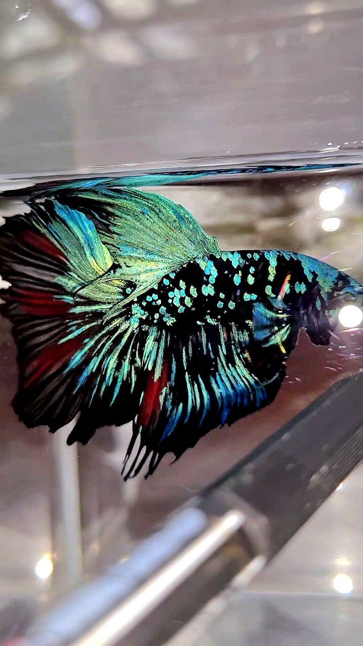 XL HALFMOON ROSETAIL BLACKSTAR GALAXY AVATAR BLUE BETTA FISH