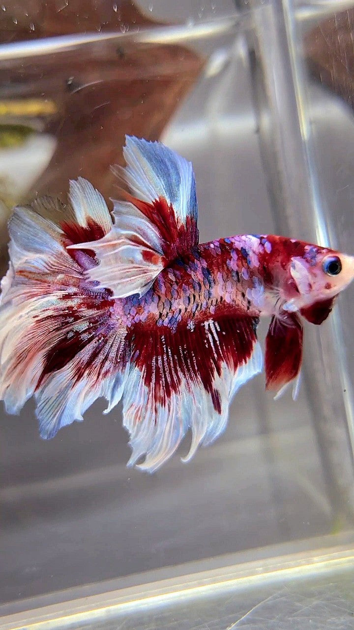 HALFMOON ROSETAIL BARONGSAI SUPER GALAXY WHITE RED BETTA FISH