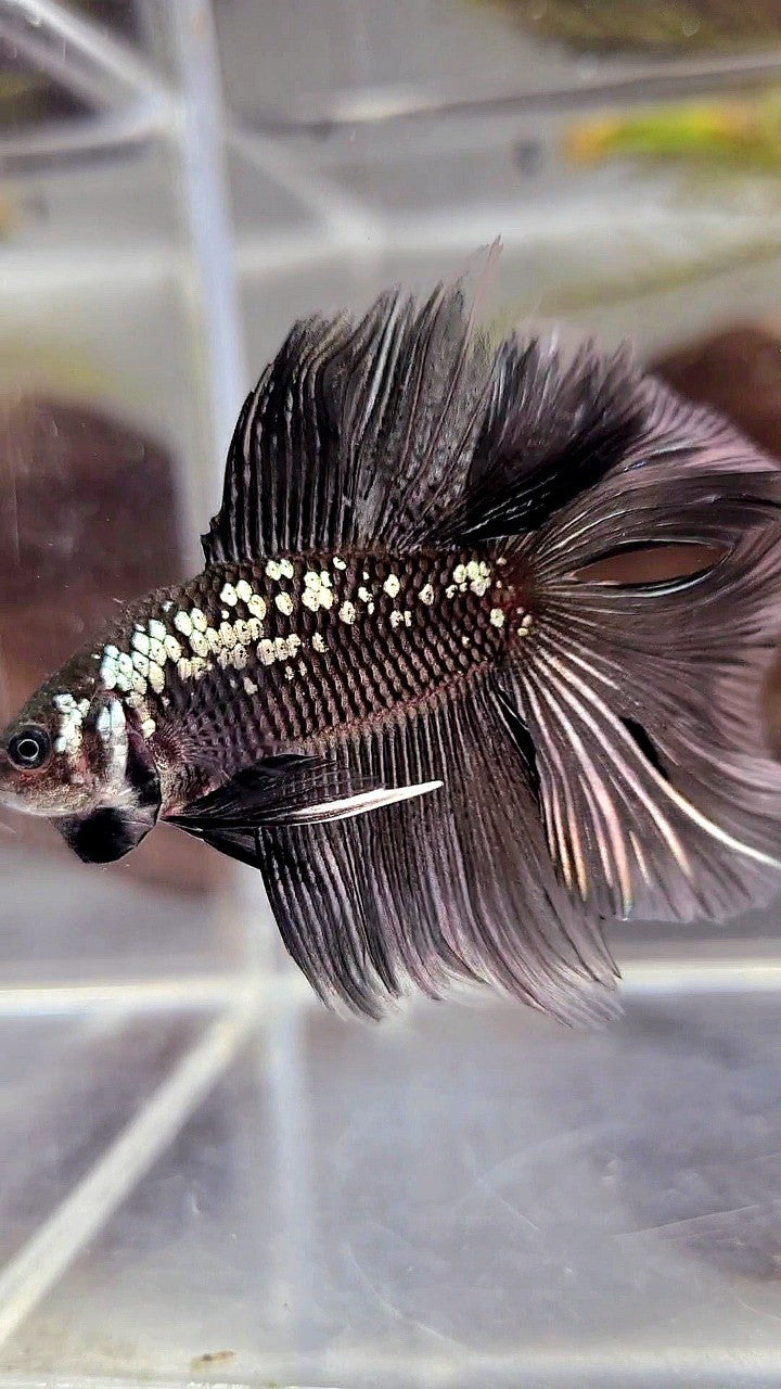 HALFMOON DOUBLE TAIL BLACK MAMBA SNOW GALAXY BETTA FISH – Rare Betta ...