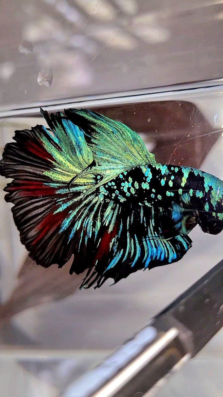 XL HALFMOON ROSETAIL BLACKSTAR GALAXY AVATAR BLUE BETTA FISH