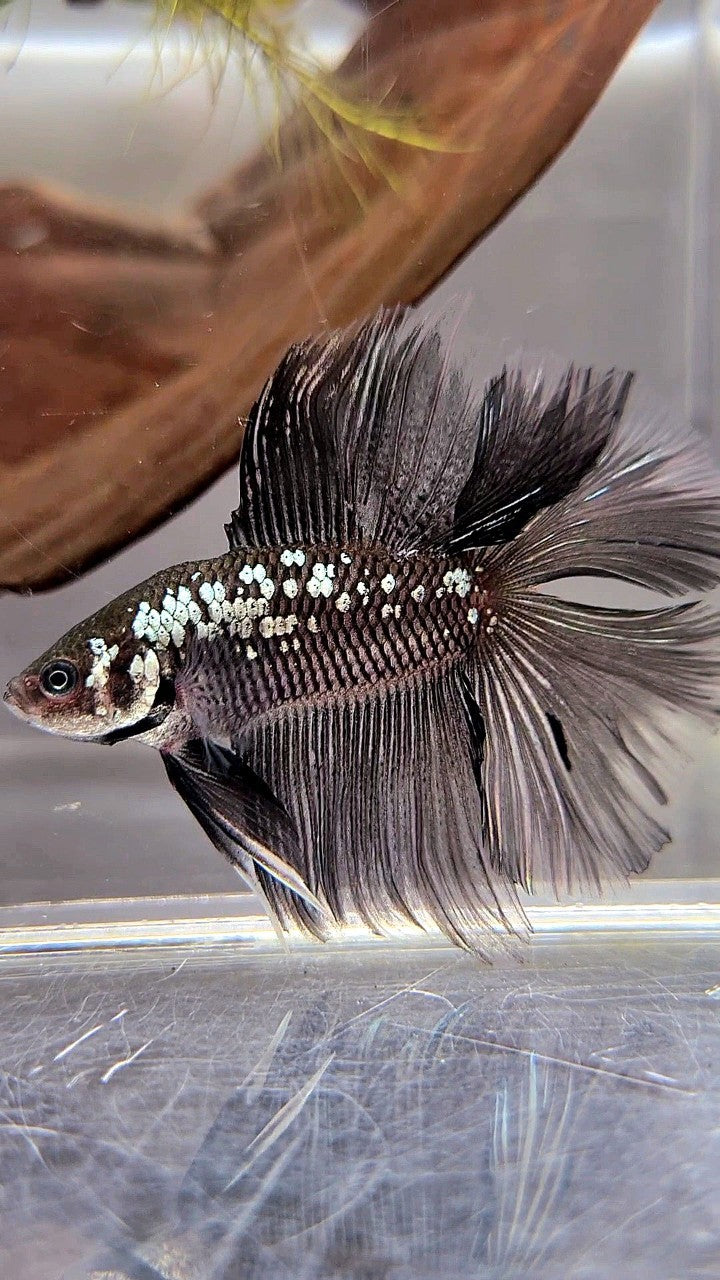 HALFMOON DOUBLE TAIL BLACK MAMBA SNOW GALAXY BETTA FISH