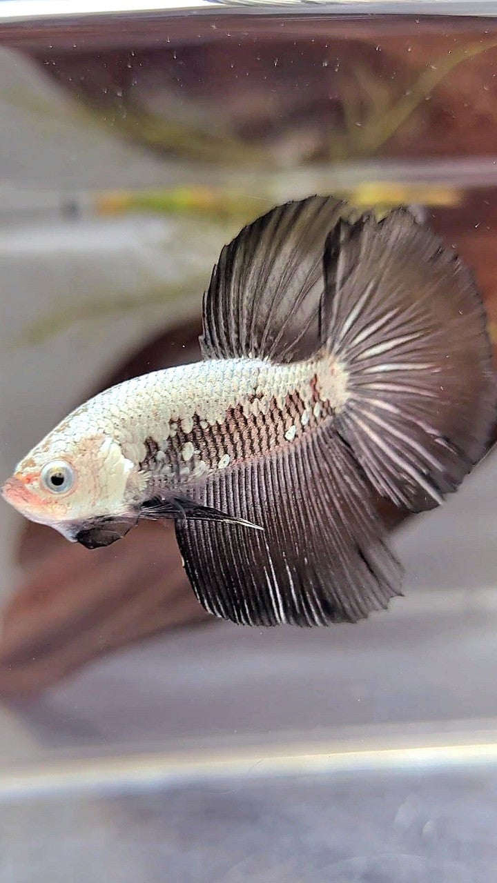 HALFMOON BLACK SAMURAI SNOW BETTA FISH