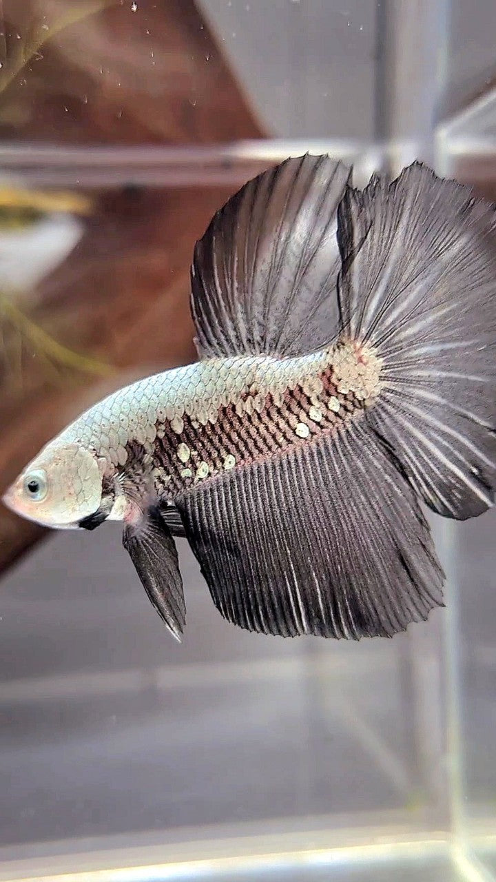 HALFMOON BLACK SAMURAI SNOW BETTA FISH