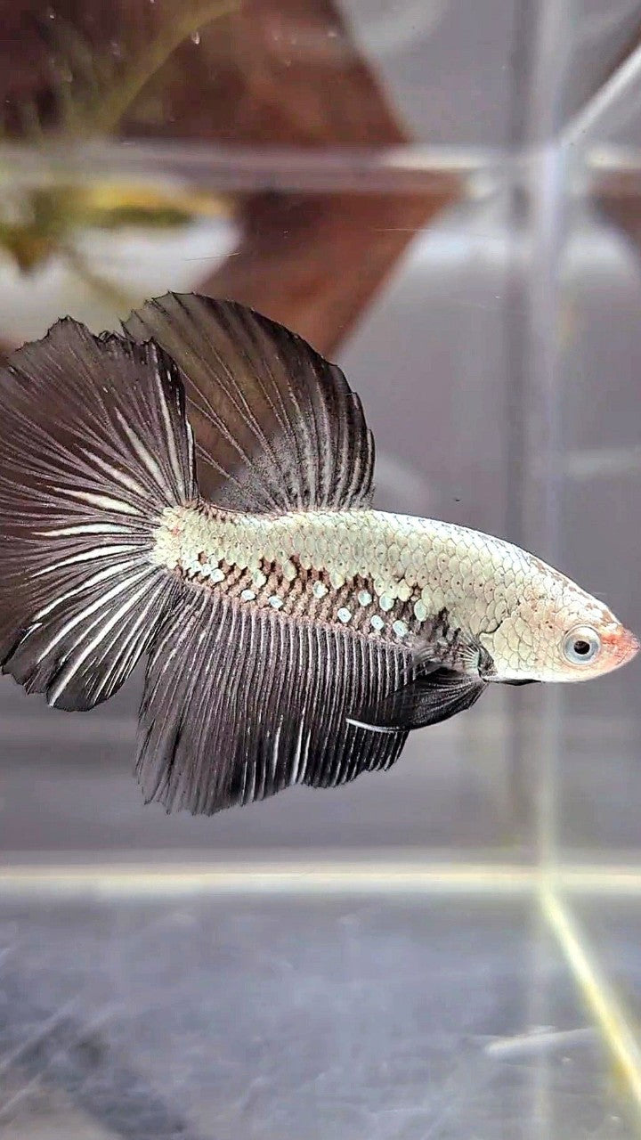 HALFMOON BLACK SAMURAI SNOW BETTA FISH