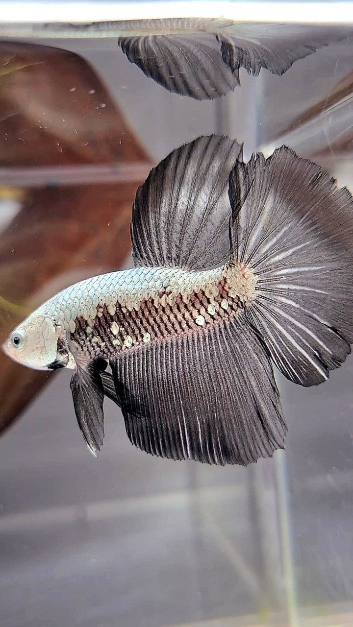 HALFMOON BLACK SAMURAI SNOW BETTA FISH