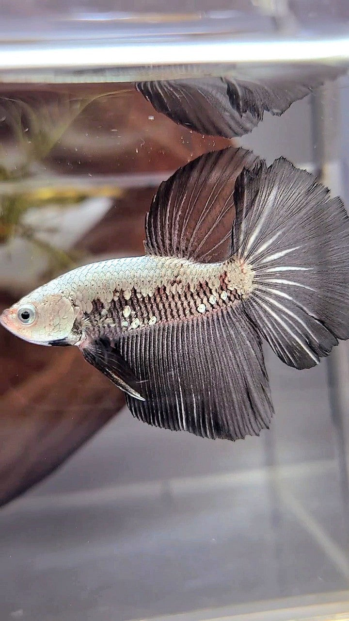 HALFMOON BLACK SAMURAI SNOW BETTA FISH