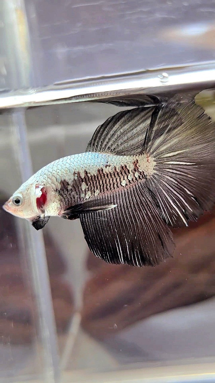 HALFMOON BLACK SAMURAI SNOW BETTA FISH