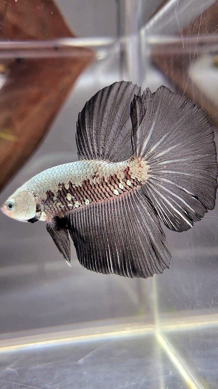 HALFMOON BLACK SAMURAI SNOW BETTA FISH