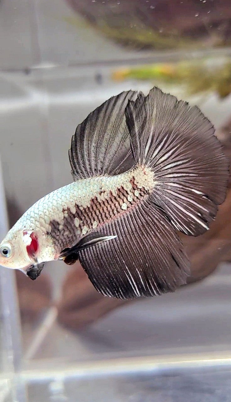 HALFMOON BLACK SAMURAI SNOW BETTA FISH