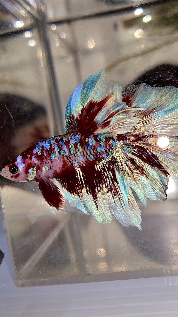 HALFMOON ROSETAIL BARONGSAI SUPER GALAXY WHITE RED BETTA FISH