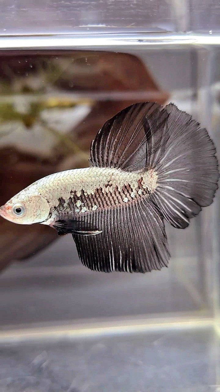 HALFMOON BLACK SAMURAI SNOW BETTA FISH