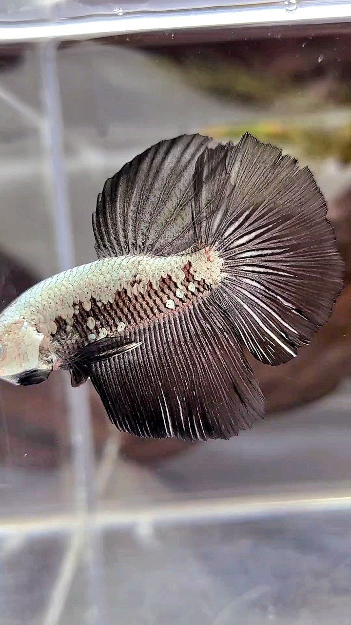 HALFMOON BLACK SAMURAI SNOW BETTA FISH