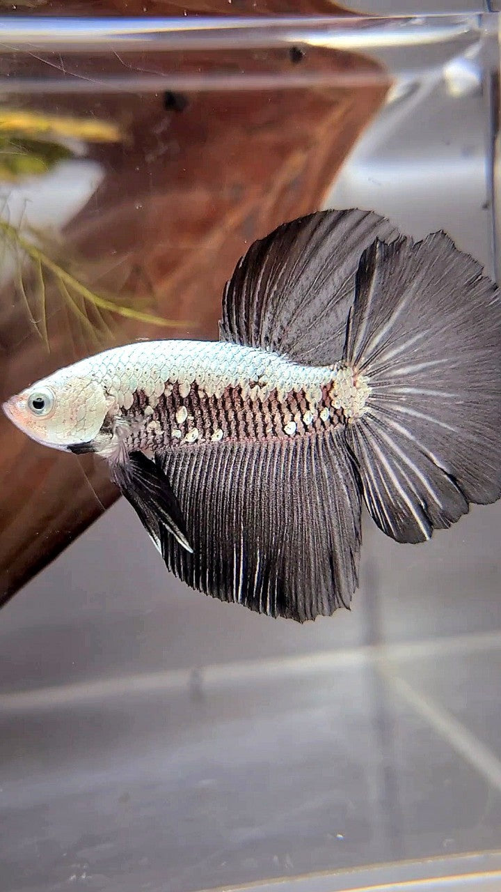 HALFMOON BLACK SAMURAI SNOW BETTA FISH