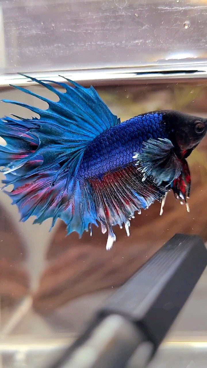 CROWNTAIL DUMBO EAR BLUE RED WASH BETTA FISH