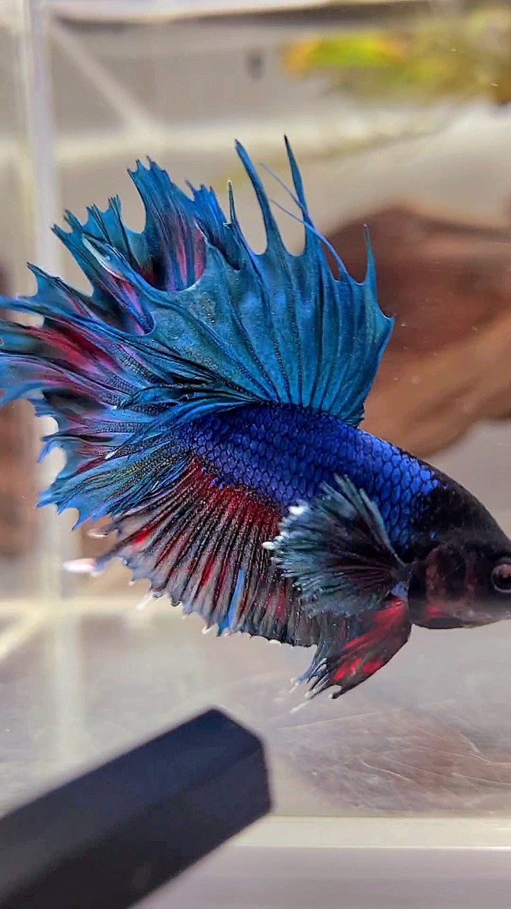 CROWNTAIL DUMBO EAR BLUE RED WASH BETTA FISH