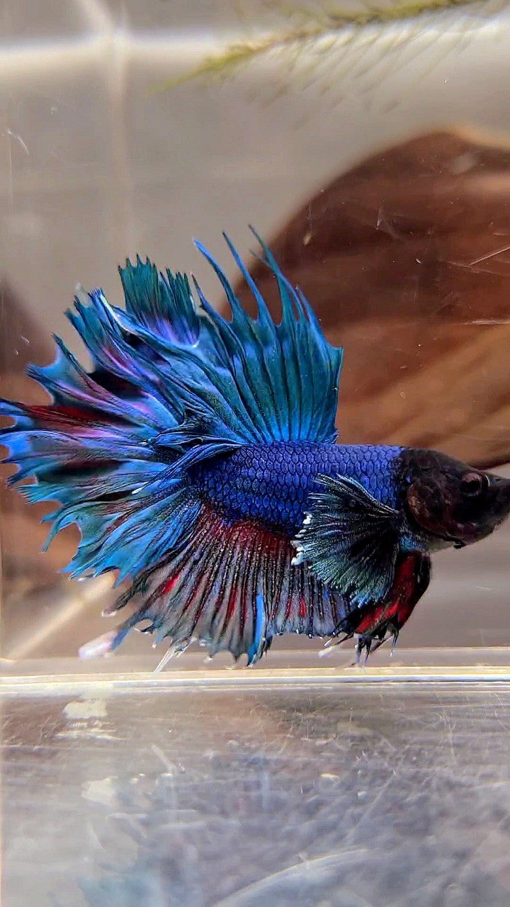 CROWNTAIL DUMBO EAR BLUE RED WASH BETTA FISH