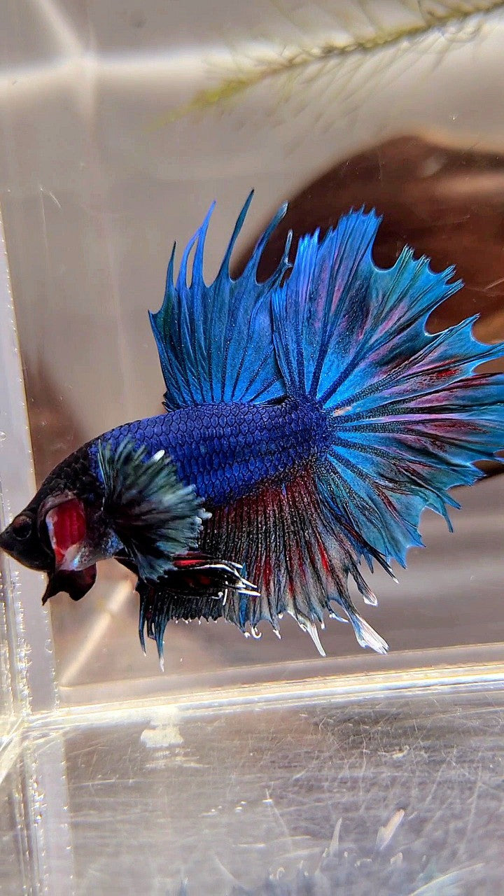 CROWNTAIL DUMBO EAR BLUE RED WASH BETTA FISH