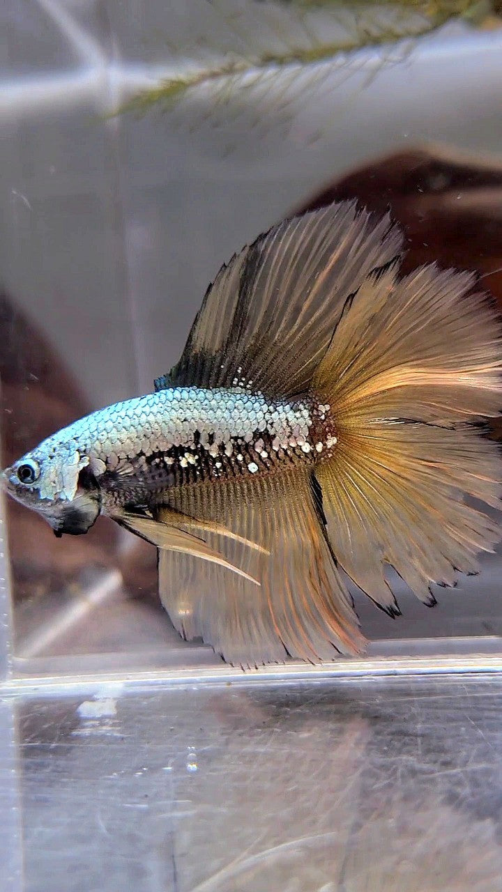 HALFMOON DOUBLE TAIL YELLOW SAMURAI BETTA FISH