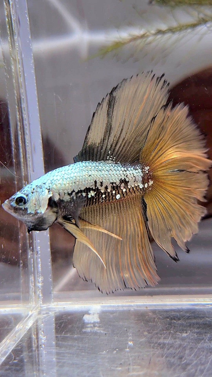 HALFMOON DOUBLE TAIL YELLOW SAMURAI BETTA FISH