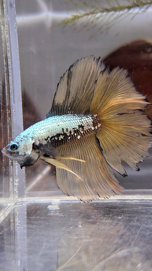 HALFMOON DOUBLE TAIL YELLOW SAMURAI BETTA FISH