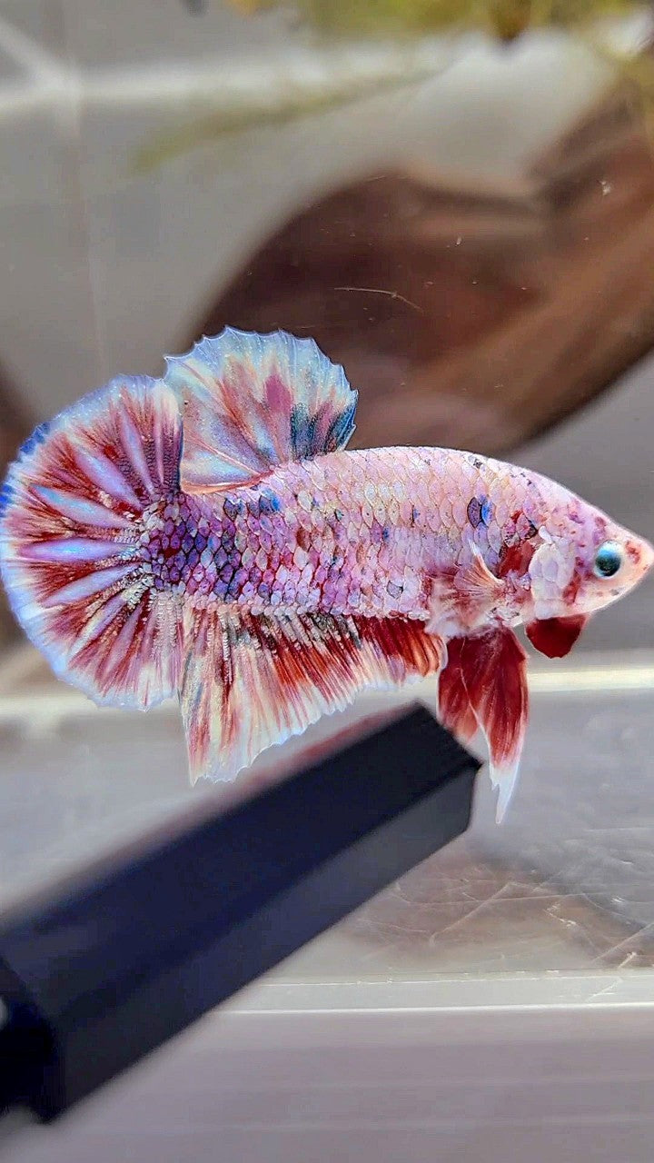 PLAKAT BARONGSAI SUPER GALAXY WHITE RED BETTA FISH