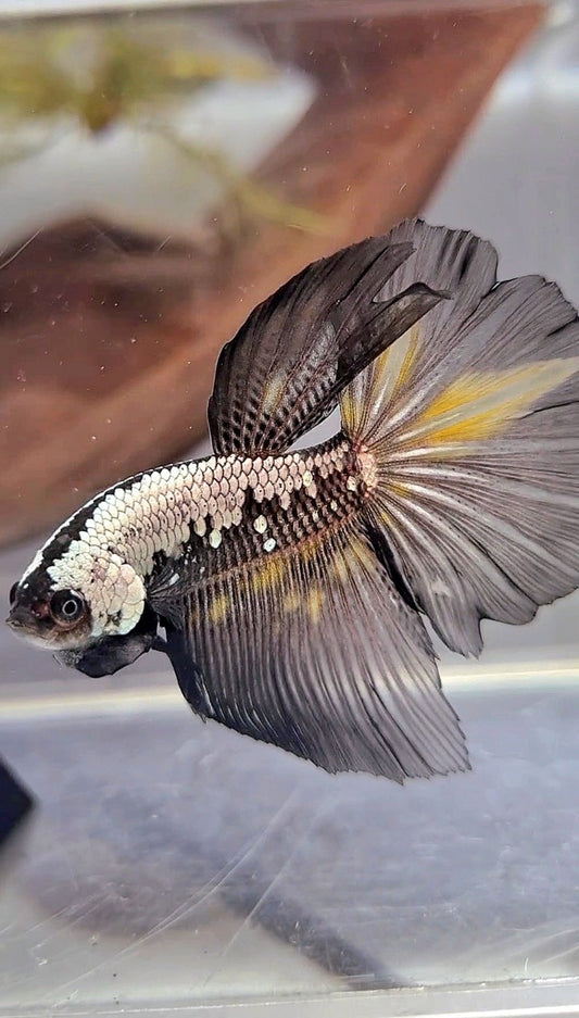 HALFMOON BLACK SAMURAI YELLOW WASH BETTA FISH