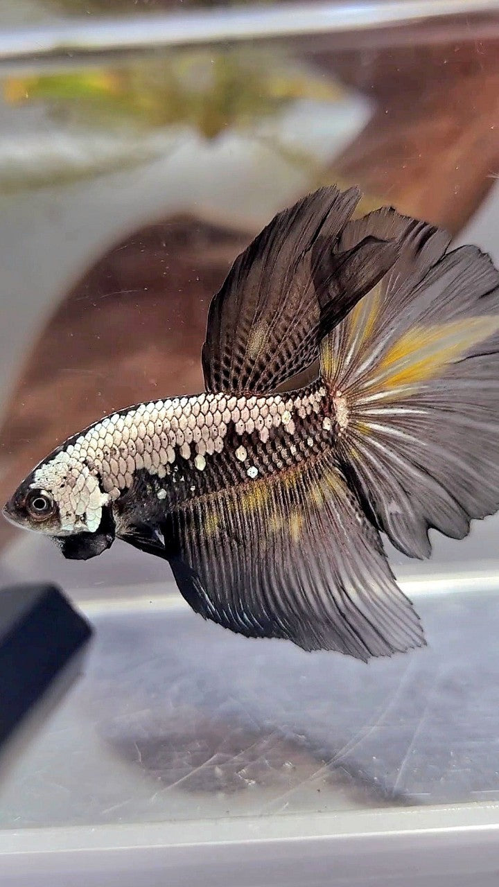 HALFMOON BLACK SAMURAI YELLOW WASH BETTA FISH