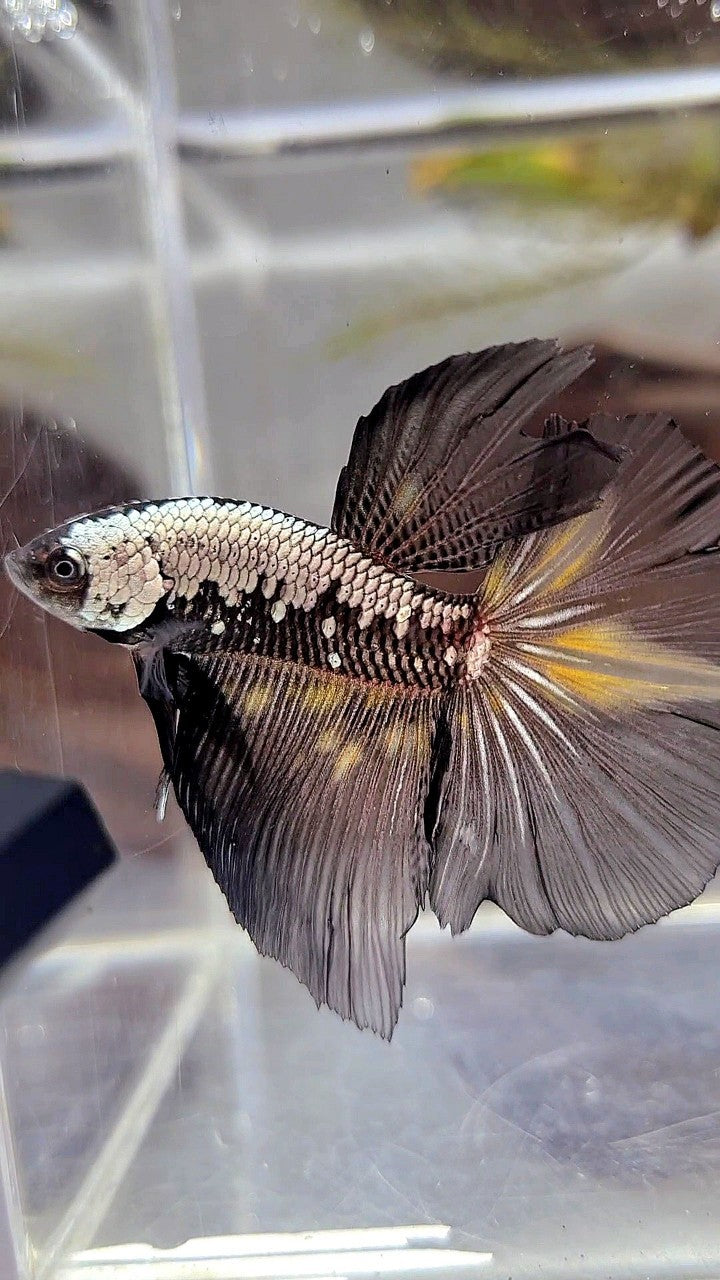 HALFMOON BLACK SAMURAI YELLOW WASH BETTA FISH