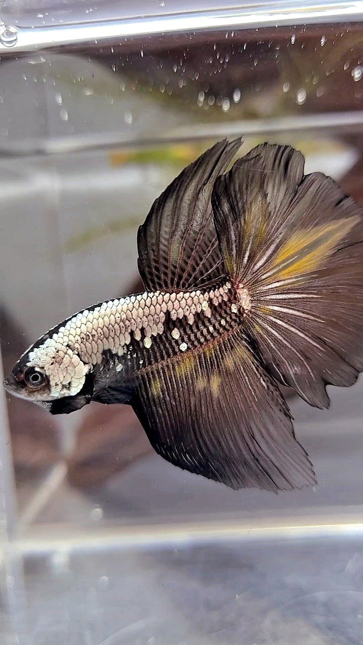 HALFMOON BLACK SAMURAI YELLOW WASH BETTA FISH