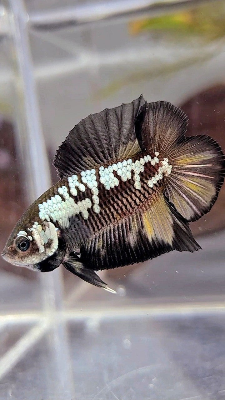 PLAKAT DOUBLE TAIL BLACK MAMBA WHITE GALAXY YELLOW WASH BETTA FISH