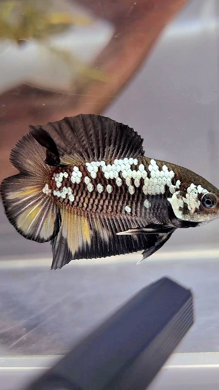 PLAKAT DOUBLE TAIL BLACK MAMBA WHITE GALAXY YELLOW WASH BETTA FISH