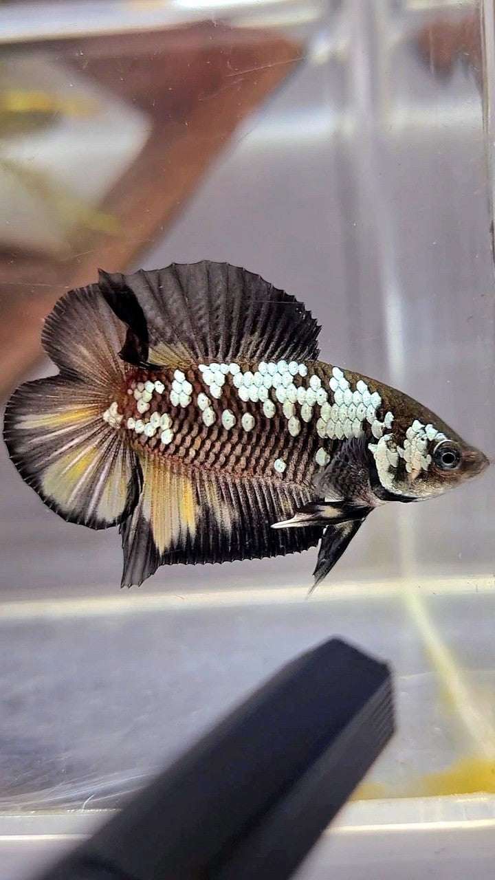 PLAKAT DOUBLE TAIL BLACK MAMBA WHITE GALAXY YELLOW WASH BETTA FISH