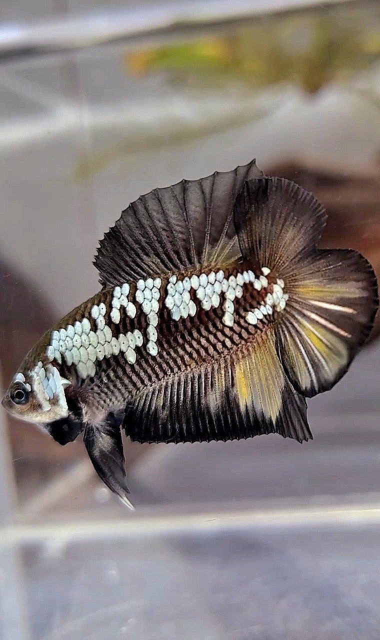 PLAKAT DOUBLE TAIL BLACK MAMBA WHITE GALAXY YELLOW WASH BETTA FISH