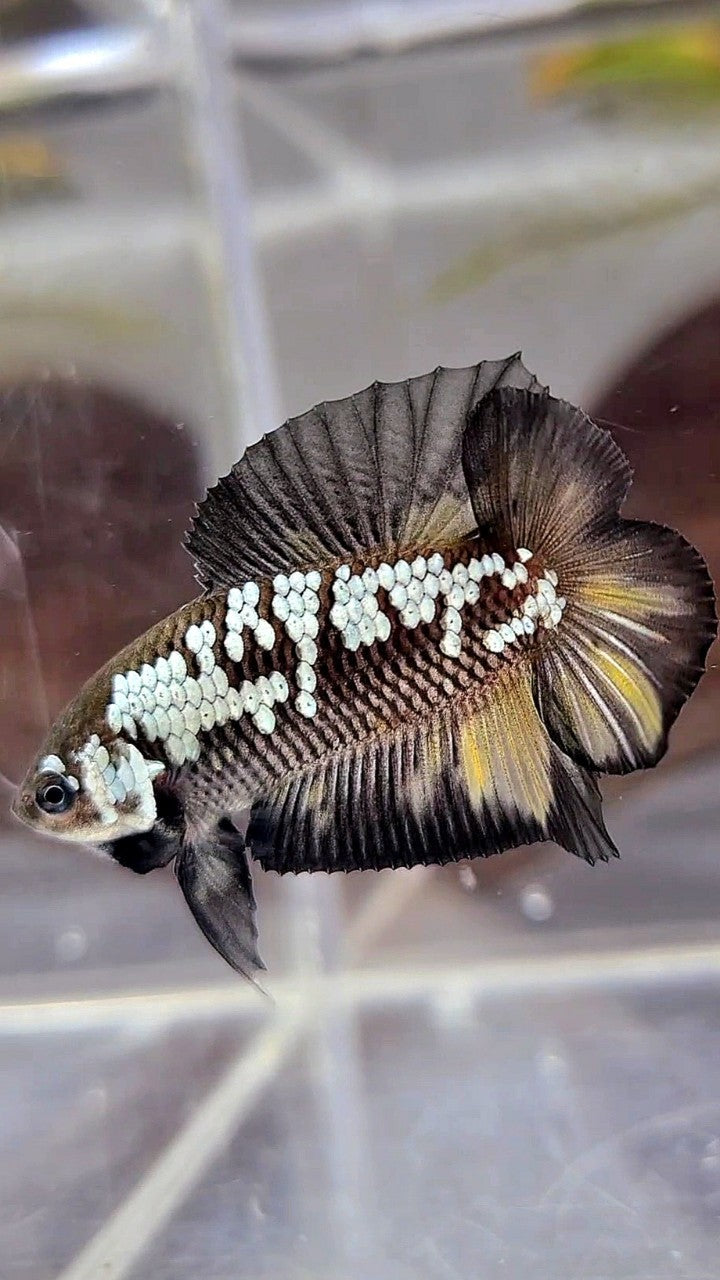 PLAKAT DOUBLE TAIL BLACK MAMBA WHITE GALAXY YELLOW WASH BETTA FISH