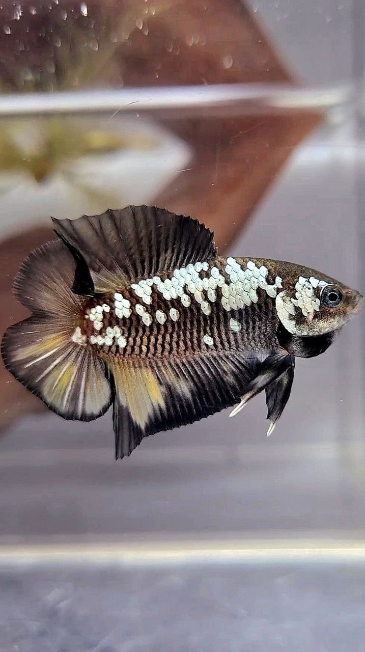 PLAKAT DOUBLE TAIL BLACK MAMBA WHITE GALAXY YELLOW WASH BETTA FISH