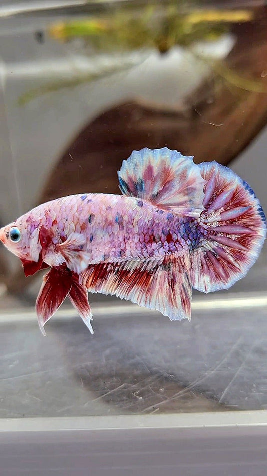 PLAKAT BARONGSAI SUPER GALAXY WHITE RED BETTA FISH