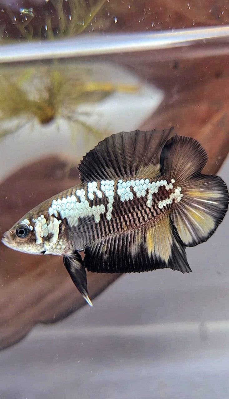 PLAKAT DOUBLE TAIL BLACK MAMBA WHITE GALAXY YELLOW WASH BETTA FISH