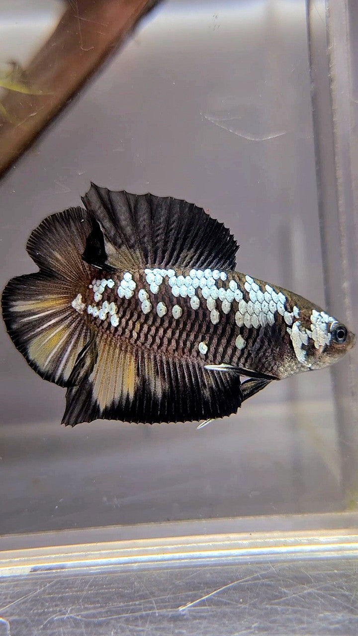 PLAKAT DOUBLE TAIL BLACK MAMBA WHITE GALAXY YELLOW WASH BETTA FISH