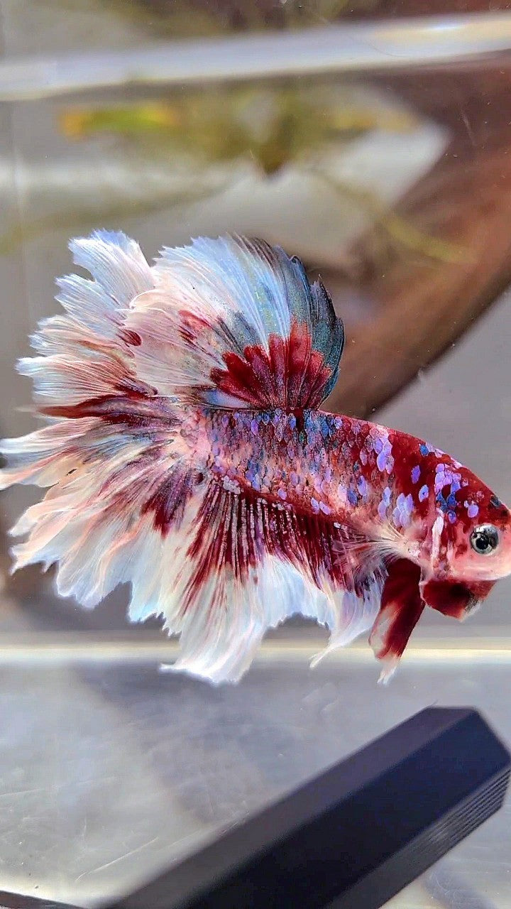 HALFMOON ROSETAIL BARONGSAI SUPER GALAXY RED WHITE BETTA FISH