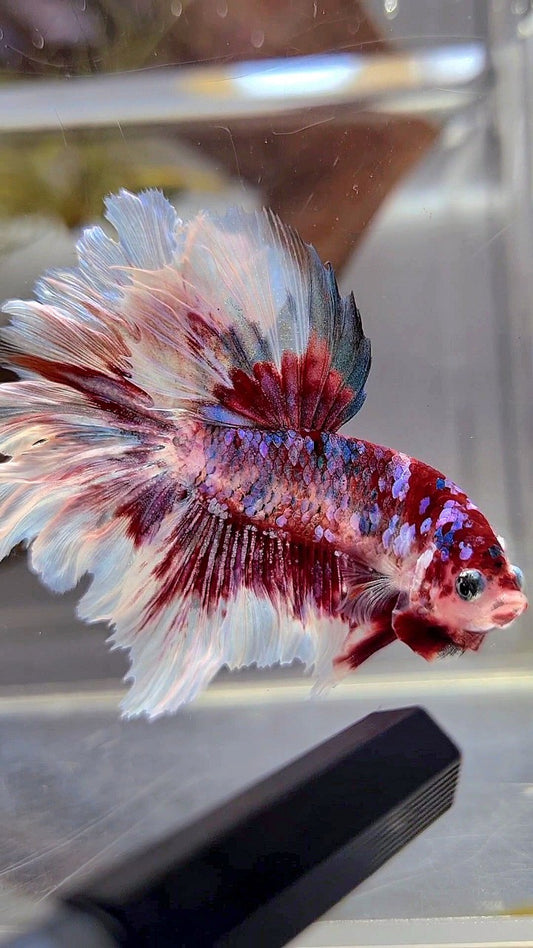 HALFMOON ROSETAIL BARONGSAI SUPER GALAXY RED WHITE BETTA FISH