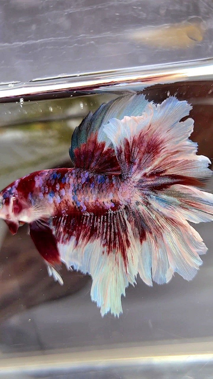 HALFMOON ROSETAIL BARONGSAI SUPER GALAXY RED WHITE BETTA FISH