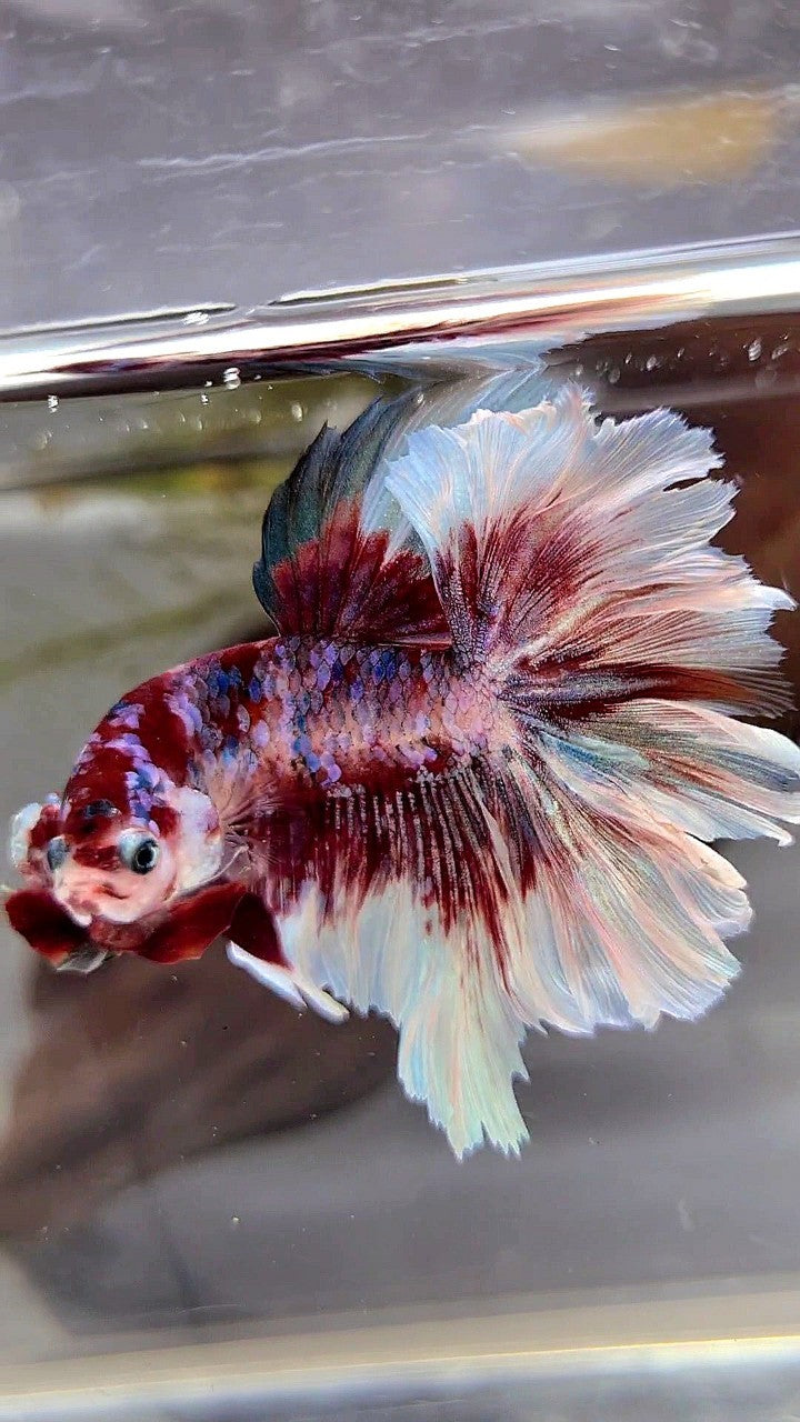 HALFMOON ROSETAIL BARONGSAI SUPER GALAXY RED WHITE BETTA FISH