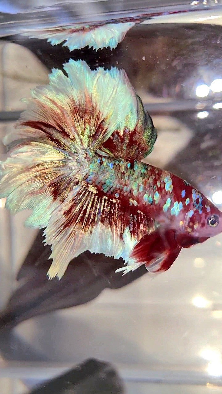 HALFMOON ROSETAIL BARONGSAI SUPER GALAXY RED WHITE BETTA FISH