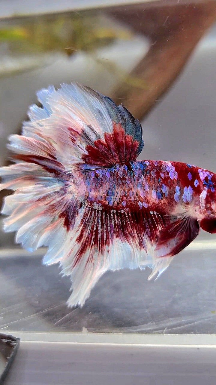 HALFMOON ROSETAIL BARONGSAI SUPER GALAXY RED WHITE BETTA FISH