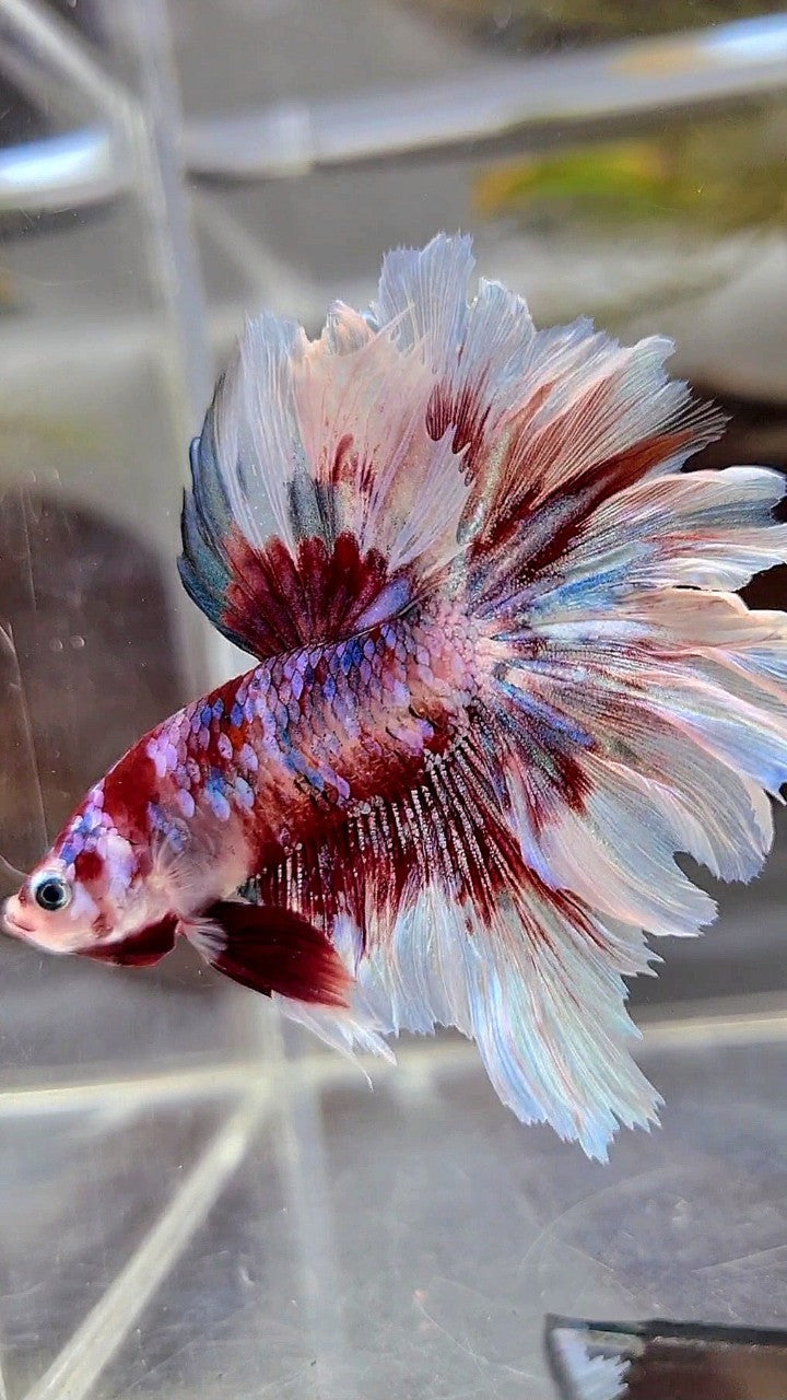 HALFMOON ROSETAIL BARONGSAI SUPER GALAXY RED WHITE BETTA FISH