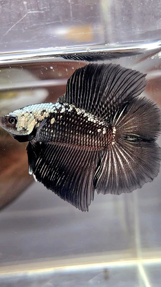 HALFMOON DOUBLE TAIL BLACK SAMURAI MASKING BETTA FISH