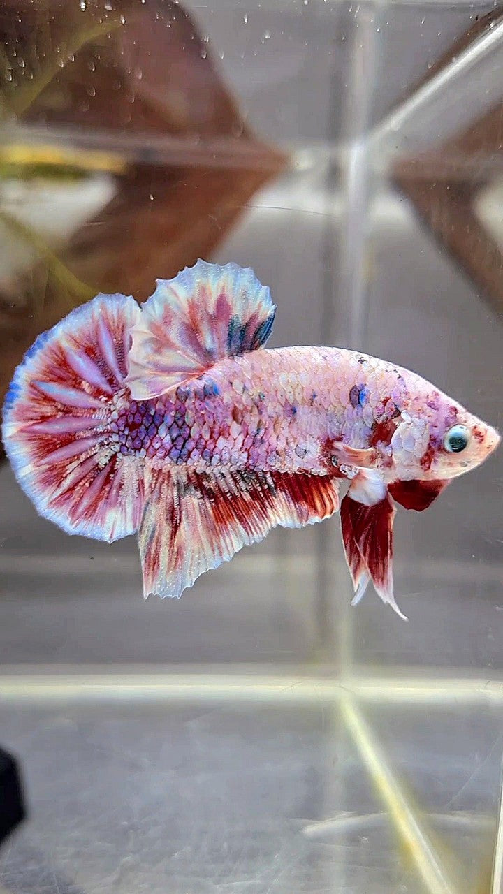 PLAKAT BARONGSAI SUPER GALAXY WHITE RED BETTA FISH