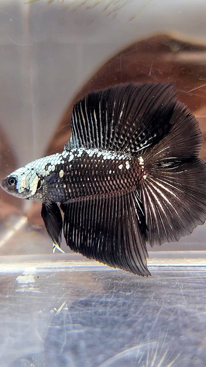 HALFMOON DOUBLE TAIL BLACK SAMURAI MASKING BETTA FISH